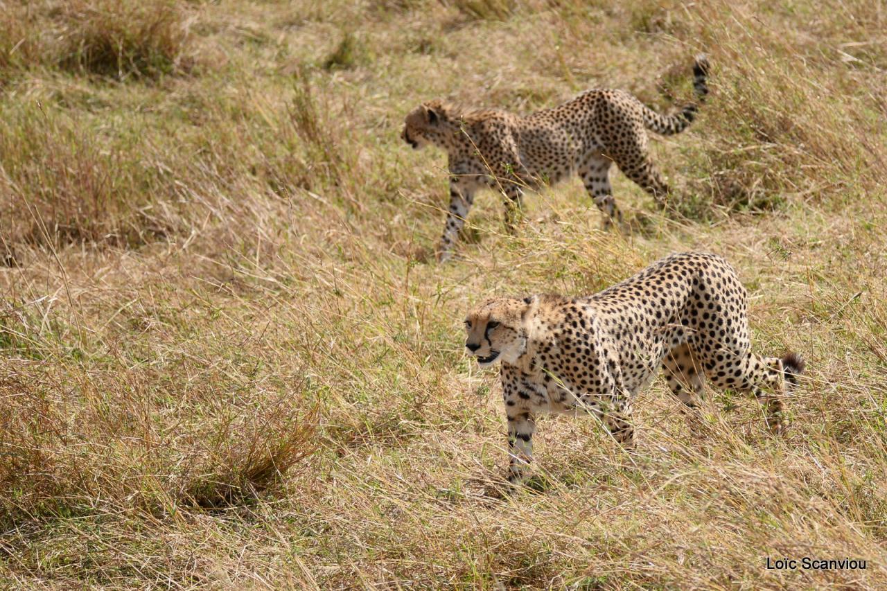 Guépard/Cheetah (44)