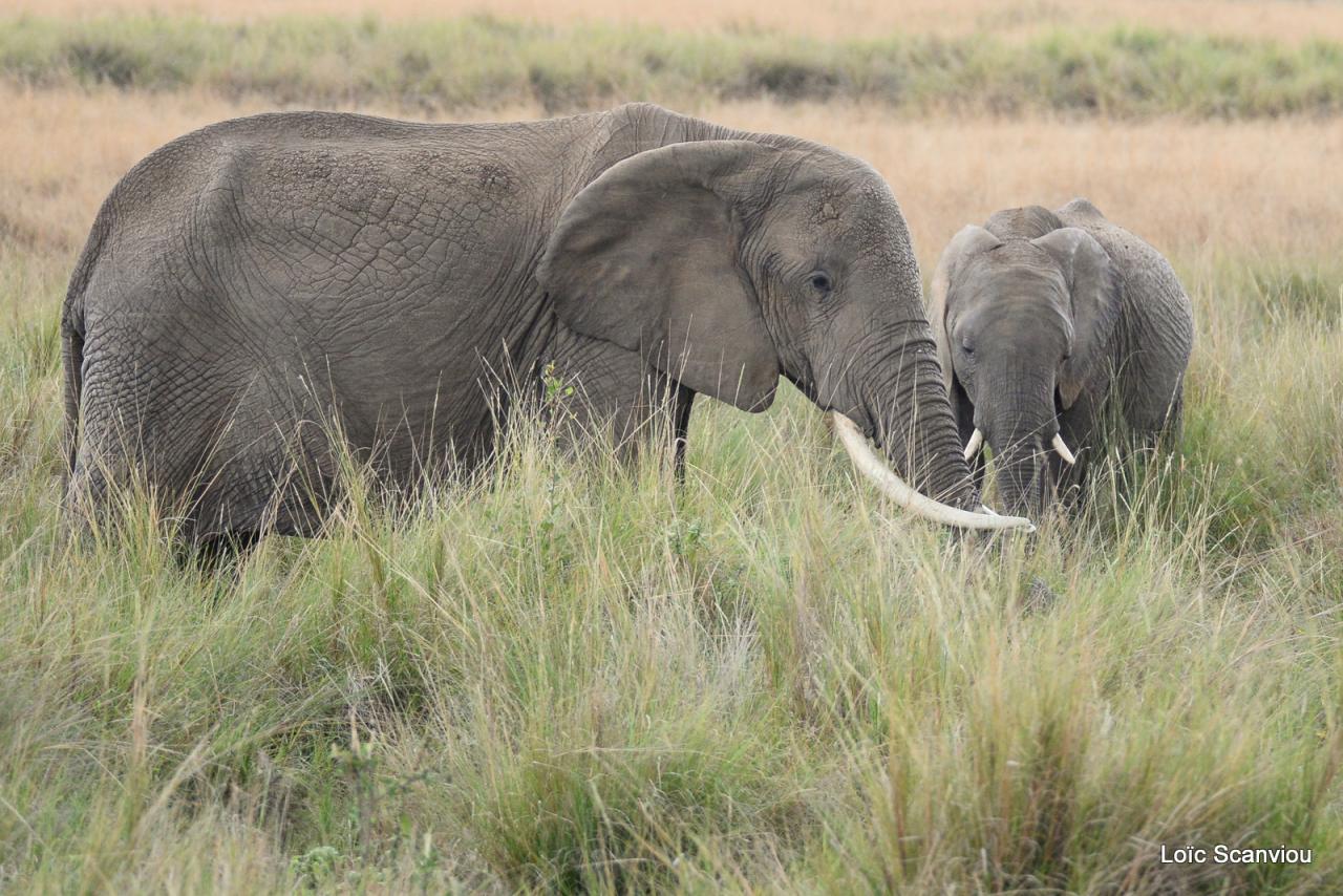Eléphant (4)