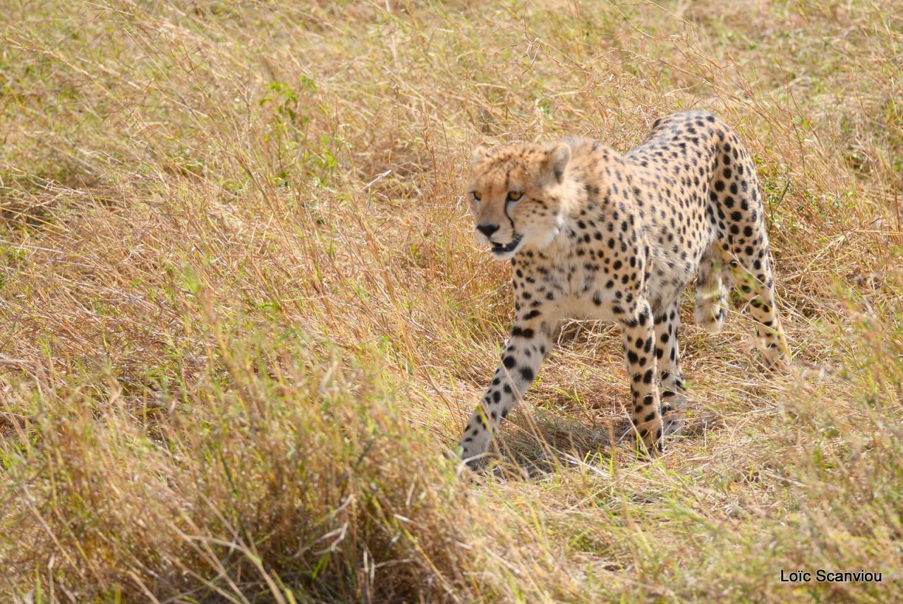 Guépard/Cheetah (45)