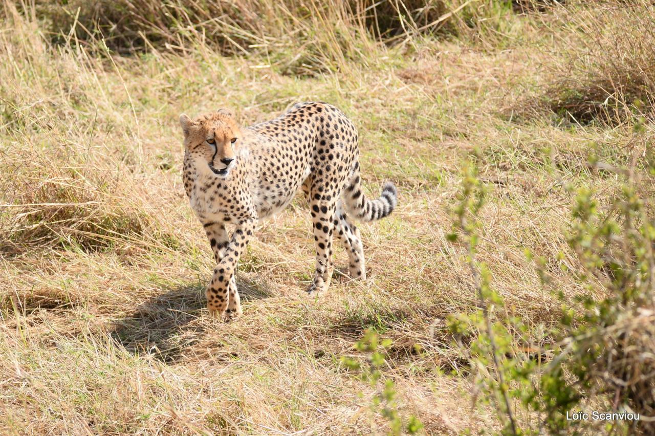 Guépard/Cheetah (46)