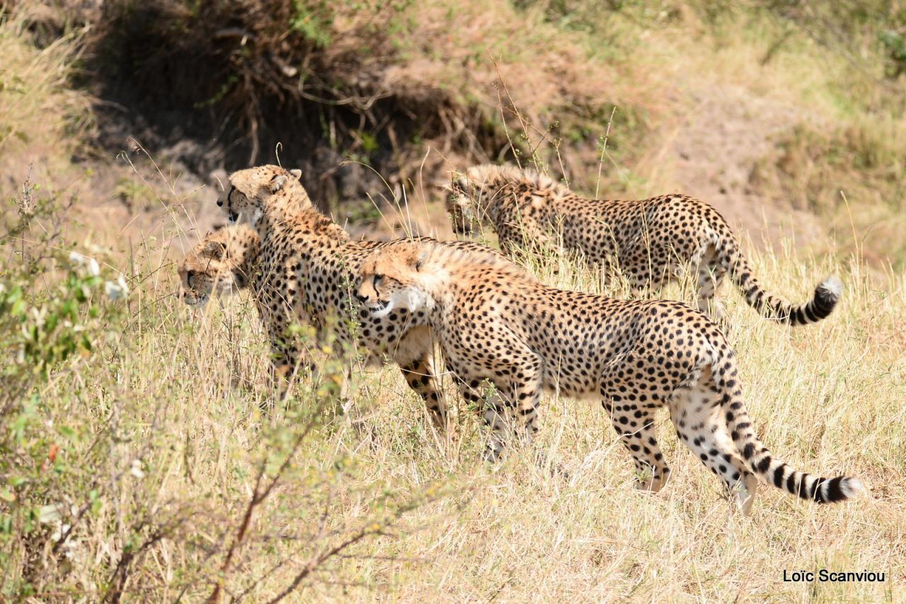 Guépard/Cheetah (47)