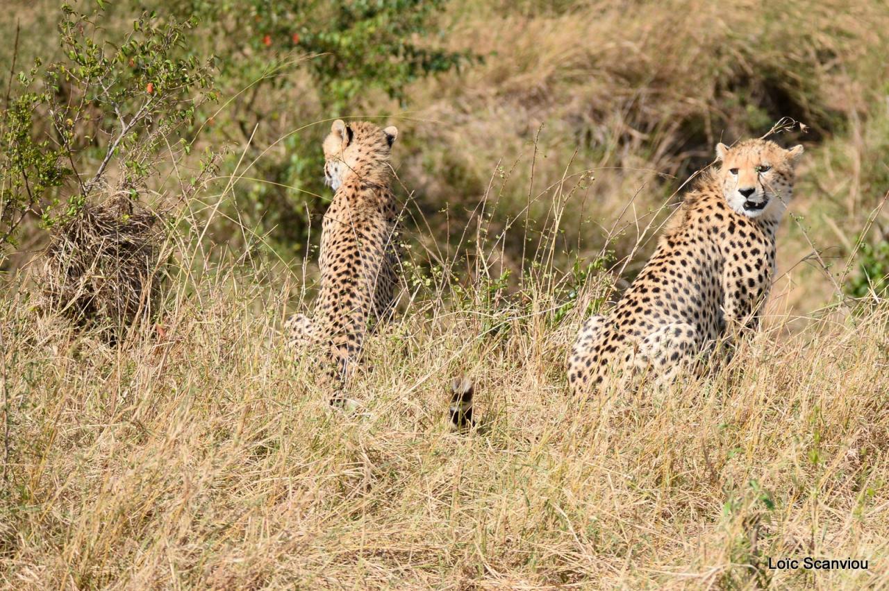 Guépard/Cheetah (48)