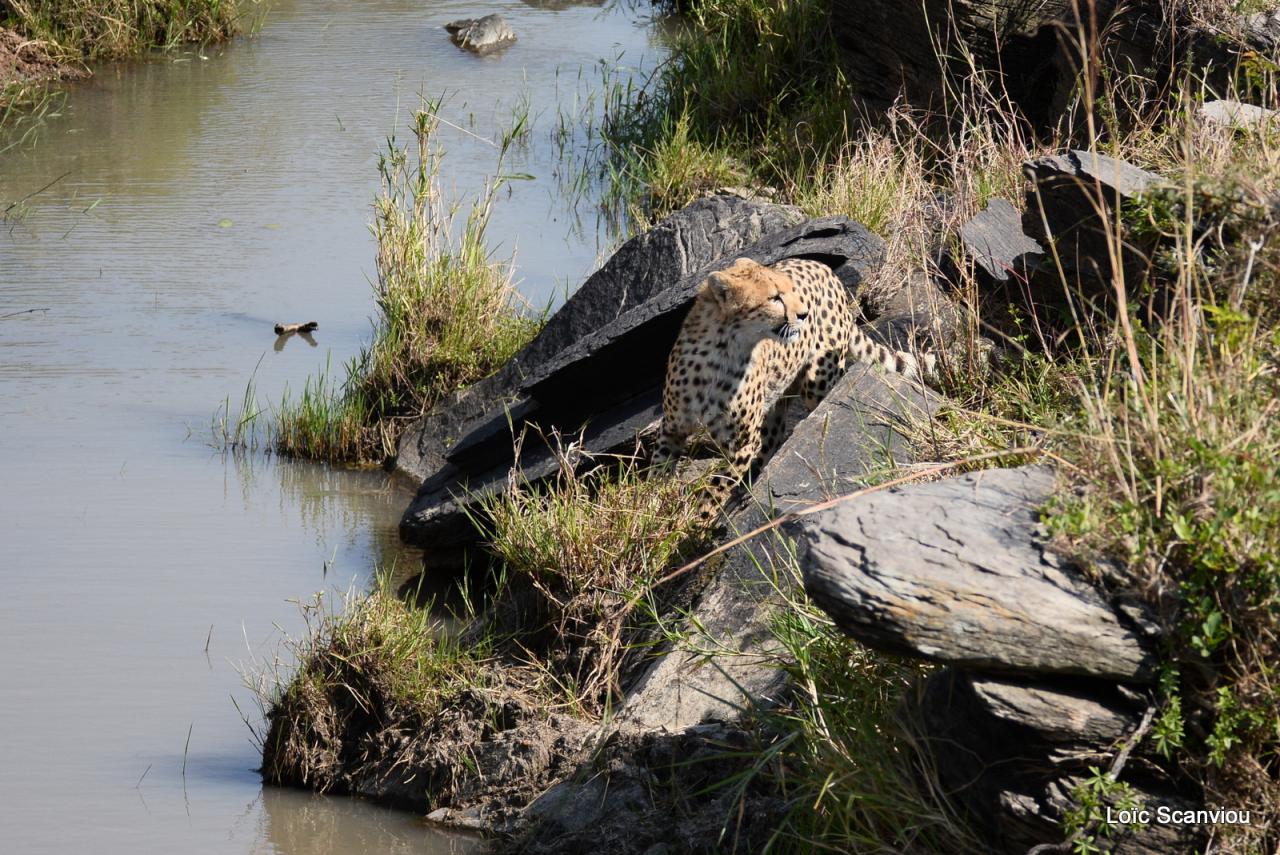 Guépard/Cheetah (50)