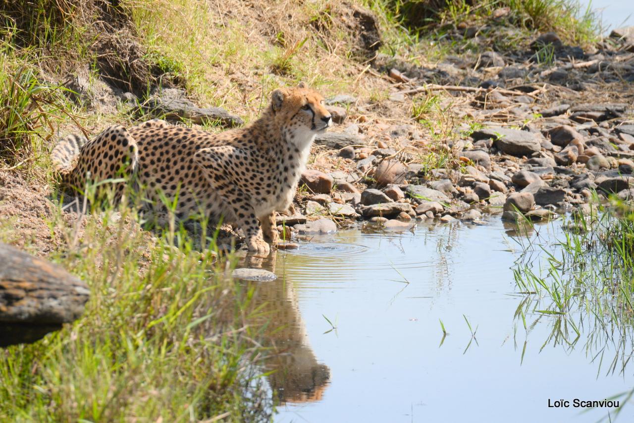 Guépard/Cheetah (51)