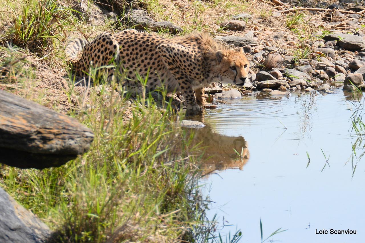 Guépard/Cheetah (52)