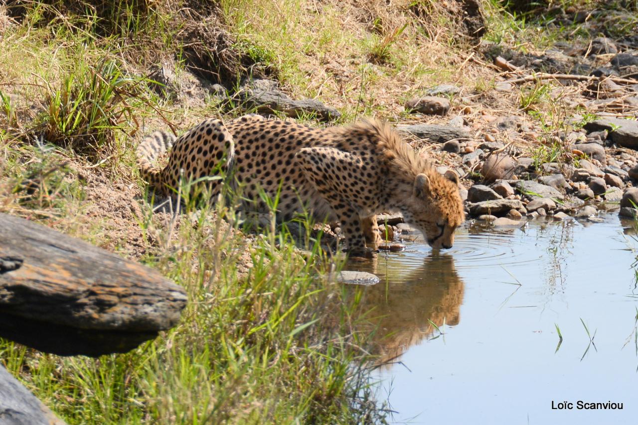 Guépard/Cheetah (53)
