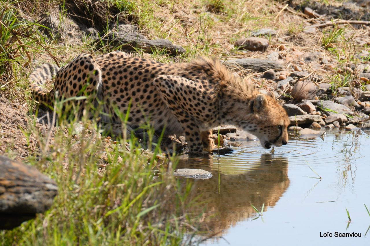 Guépard/Cheetah (54)
