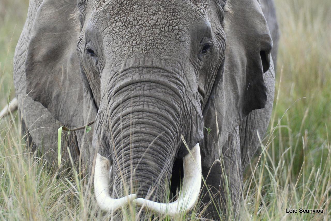 Eléphant (5)