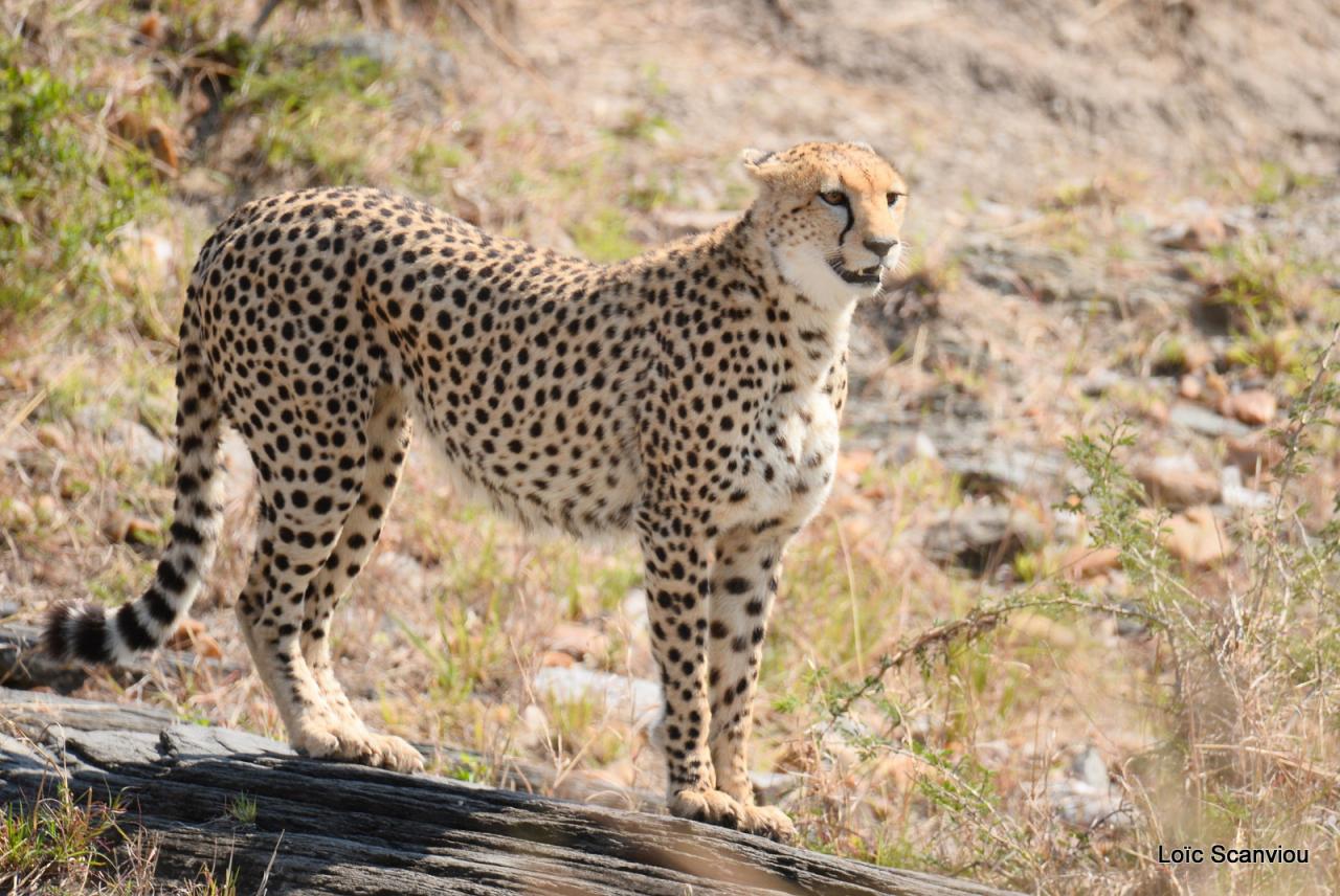Guépard/Cheetah (55)