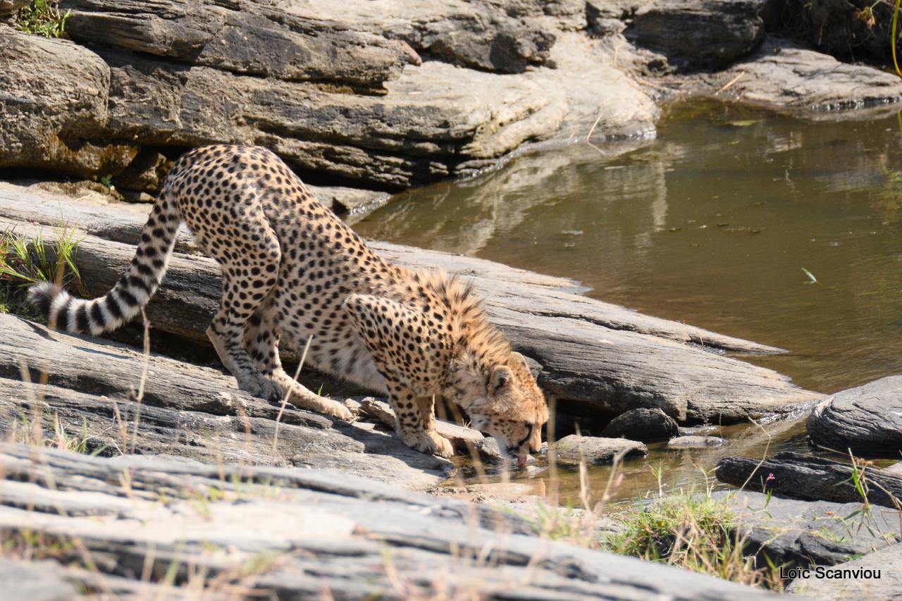 Guépard/Cheetah (56)
