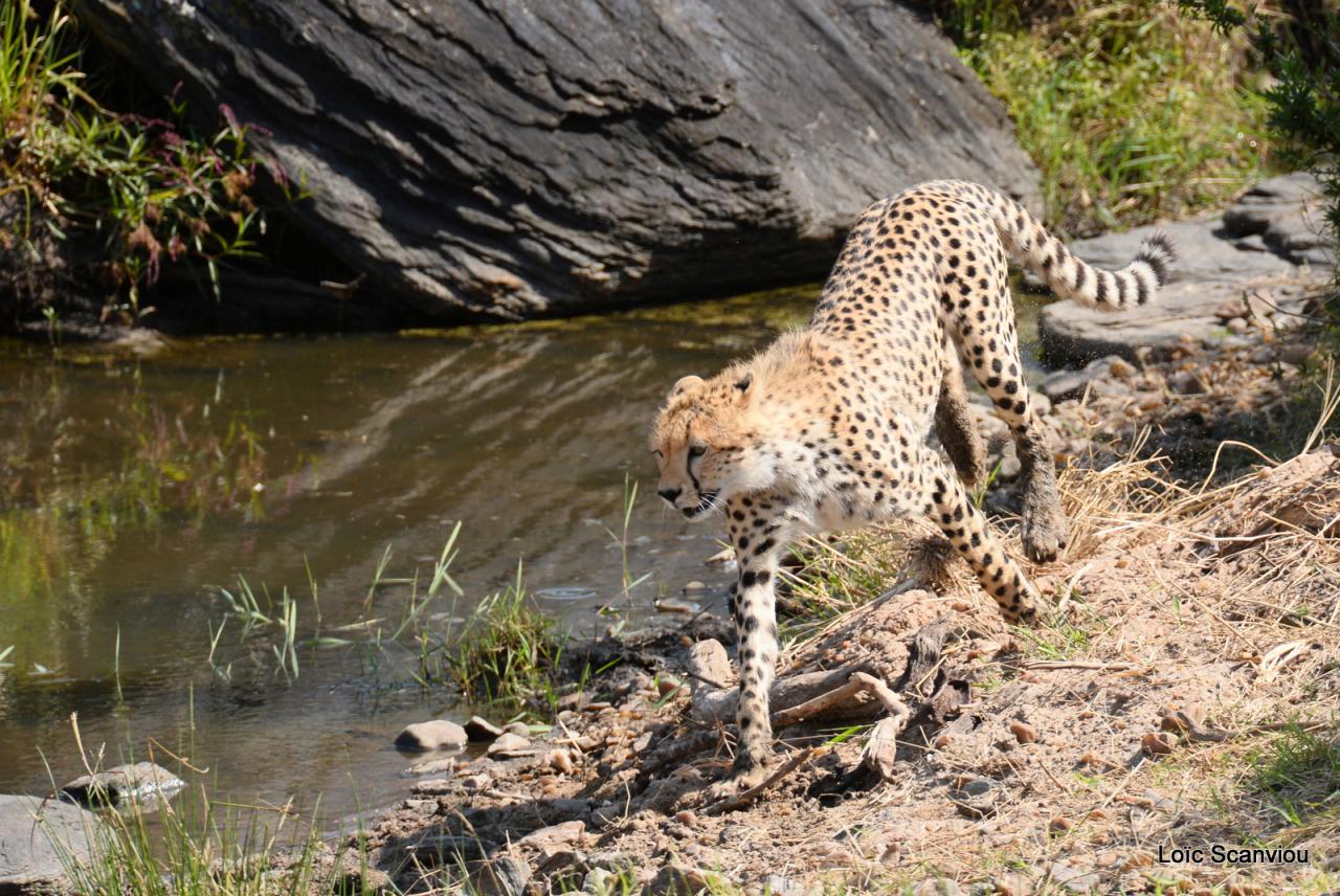 Guépard/Cheetah (57)