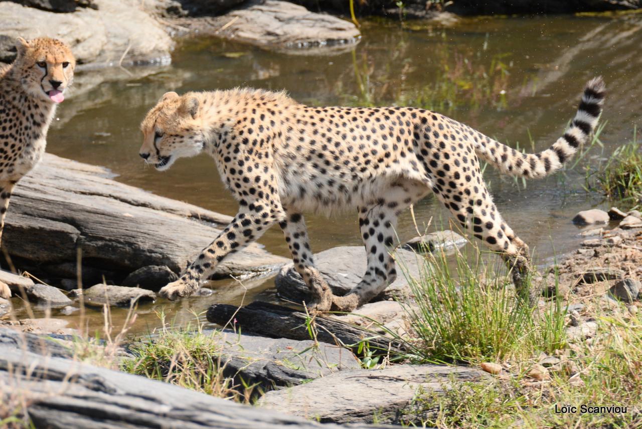 Guépard/Cheetah (58)