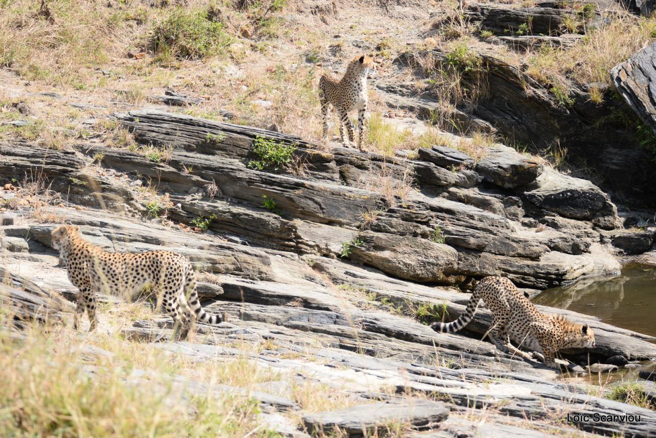 Guépard/Cheetah (59)