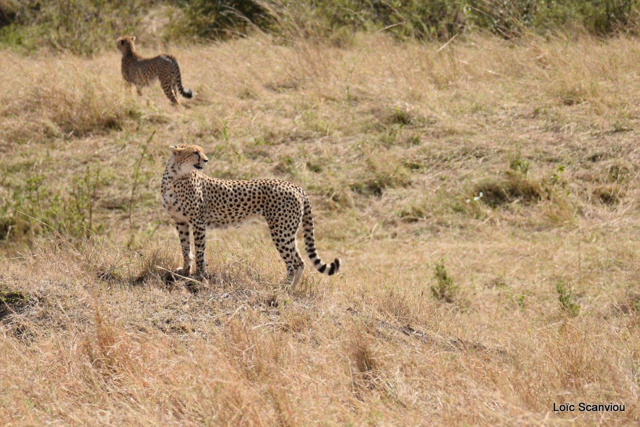 Guépard/Cheetah (61)