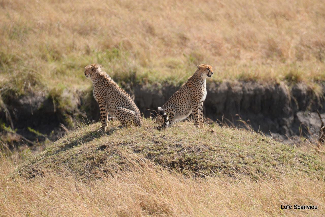 Guépard/Cheetah (63)
