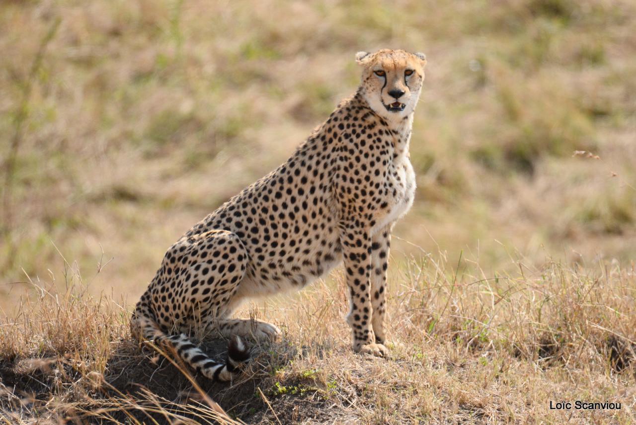 Guépard/Cheetah (64)