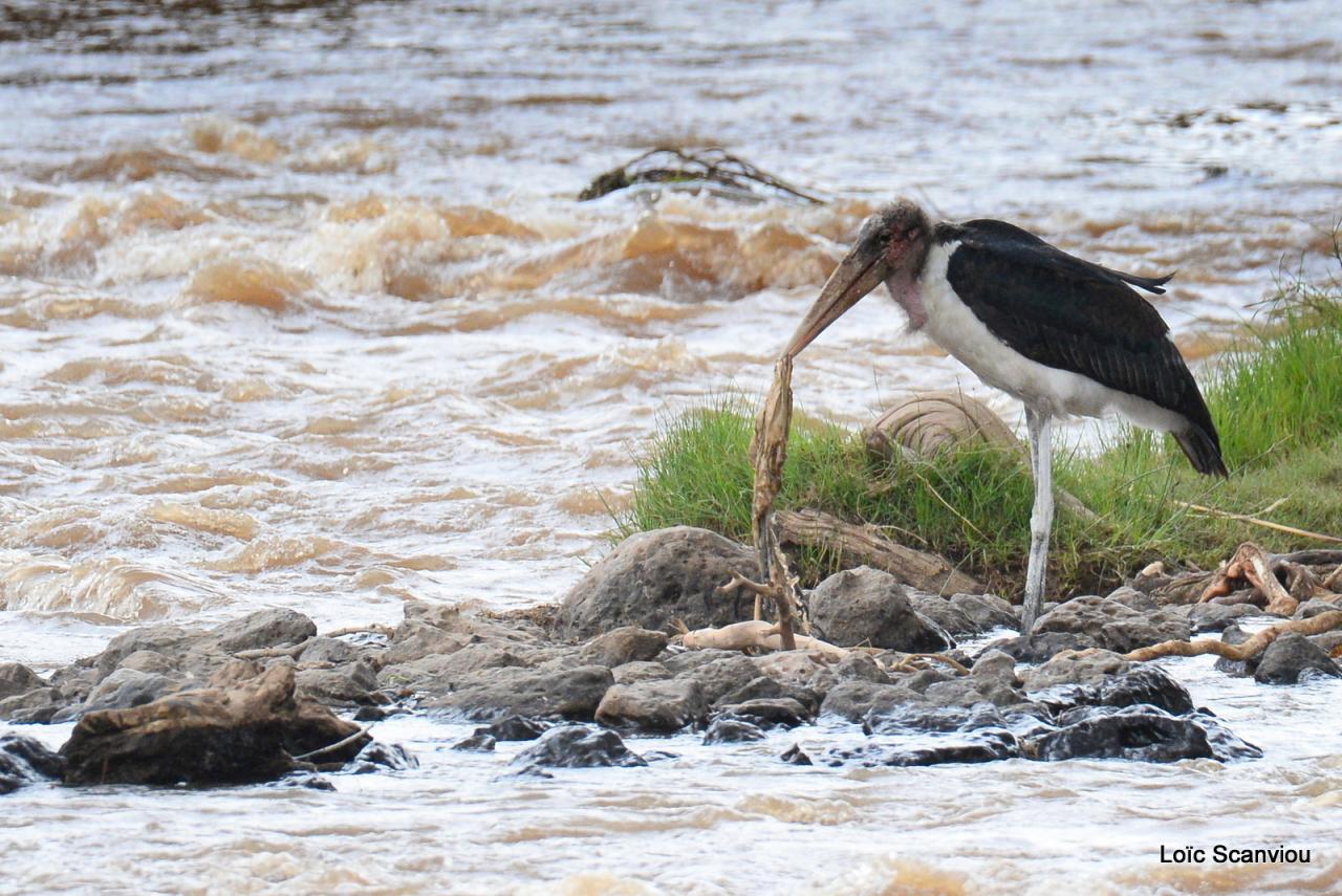 Marabout/Marabou Stork (2)