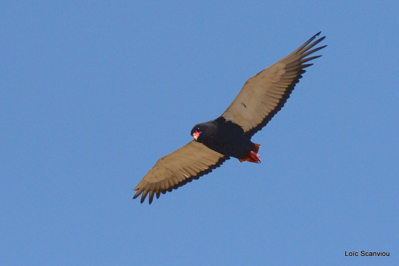 Aigle bateleur/Bateleur Eagle (2)