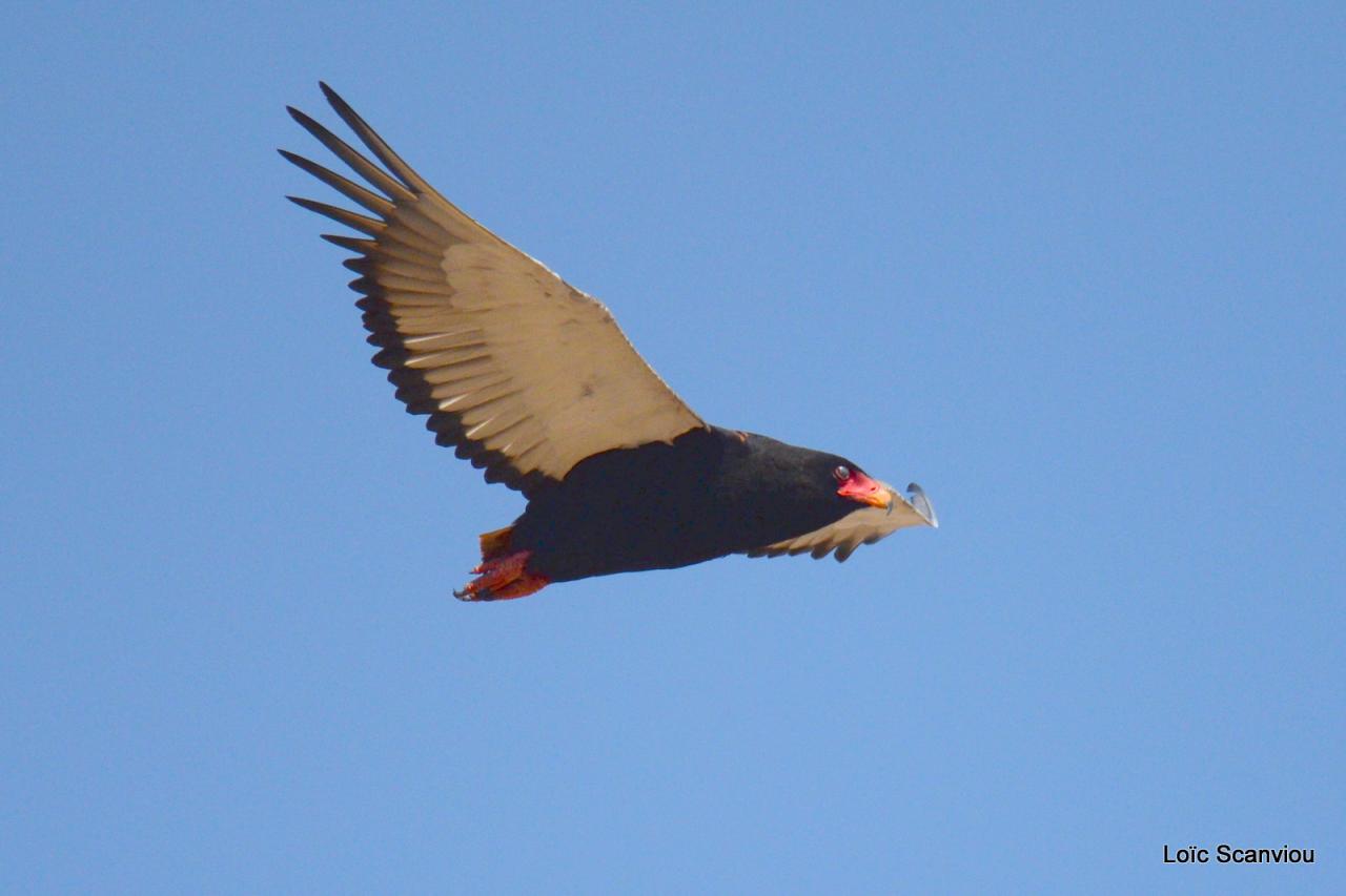 Aigle bateleur/Bateleur Eagle (4)