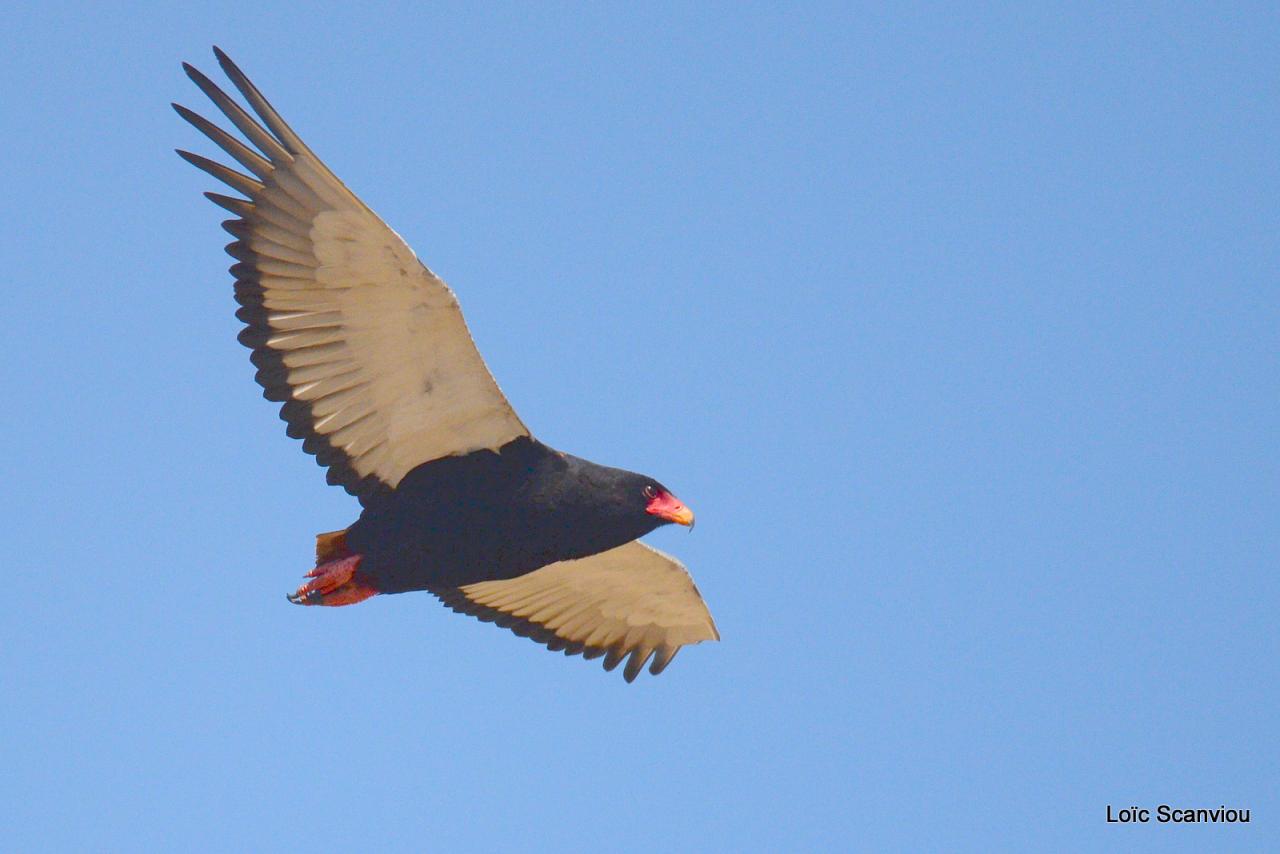 Aigle bateleur/Bateleur Eagle (5)