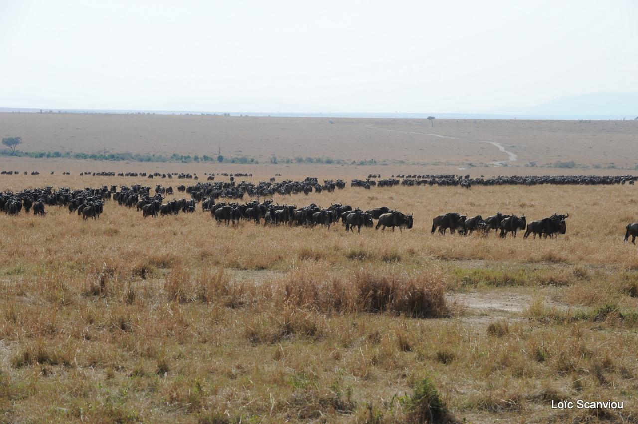 Migration des gnous/Wildebeest Migration (37)