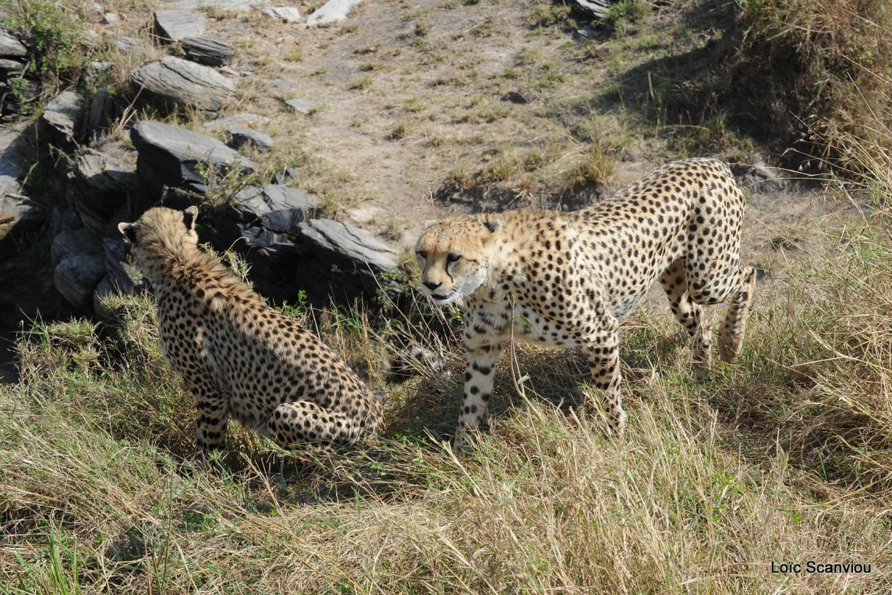 Guépard/Cheetah (65)