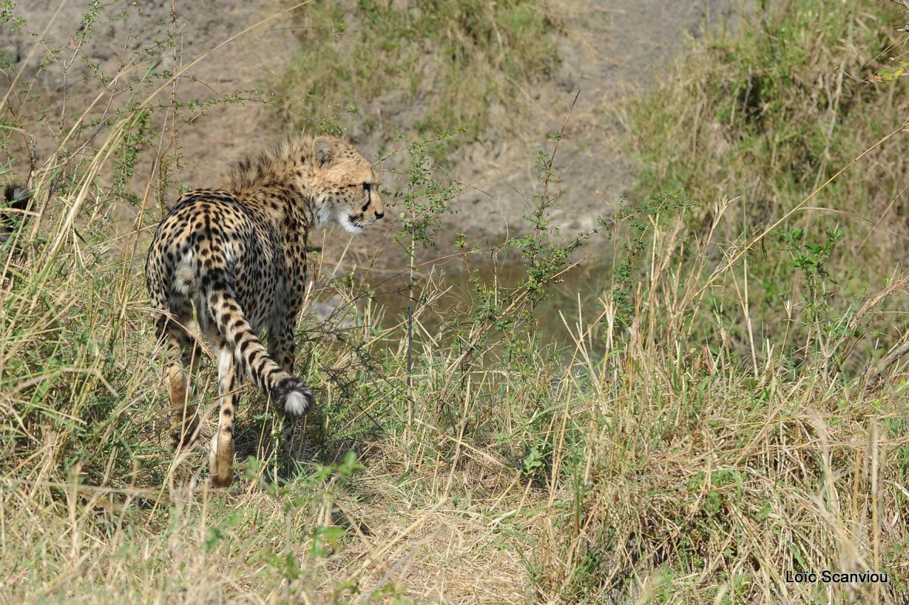 Guépard/Cheetah (66)
