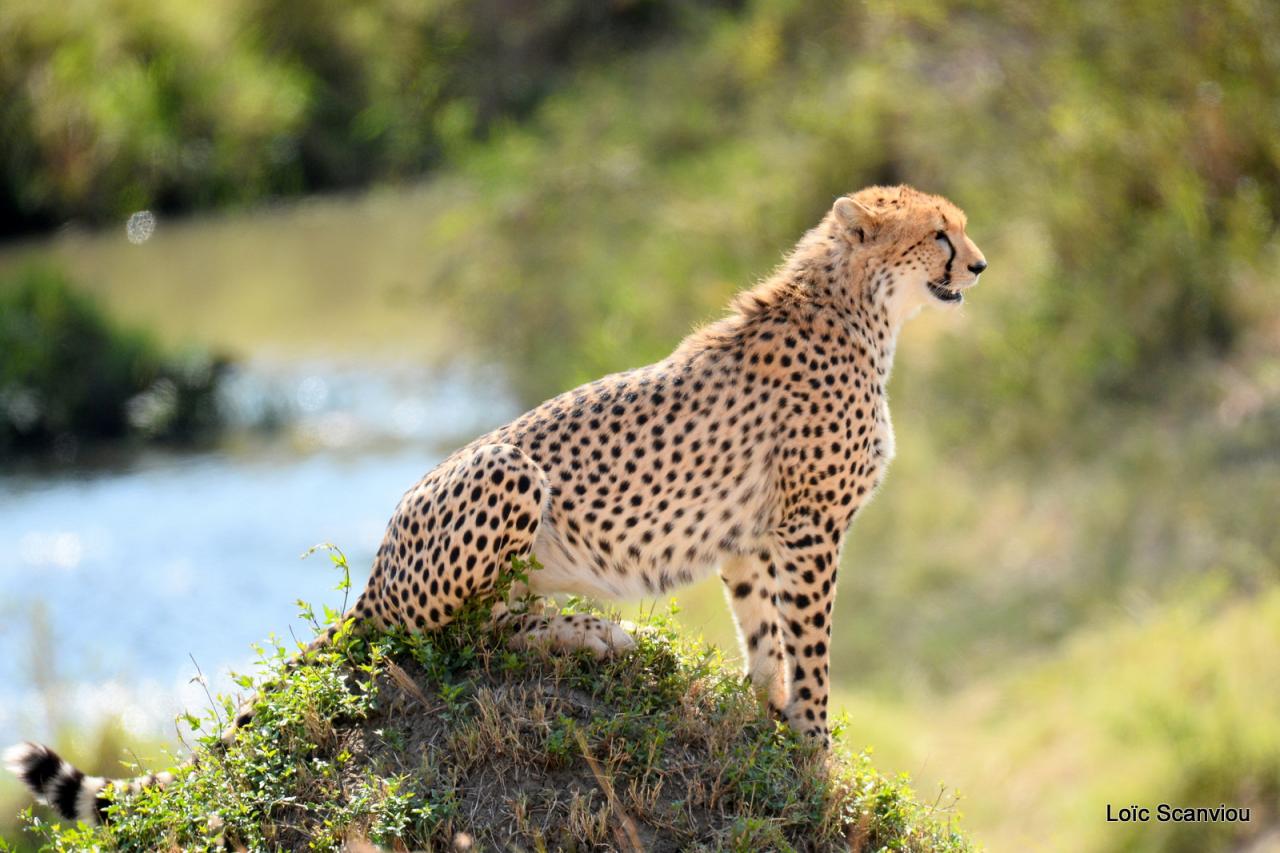 Guépard/Cheetah (67)