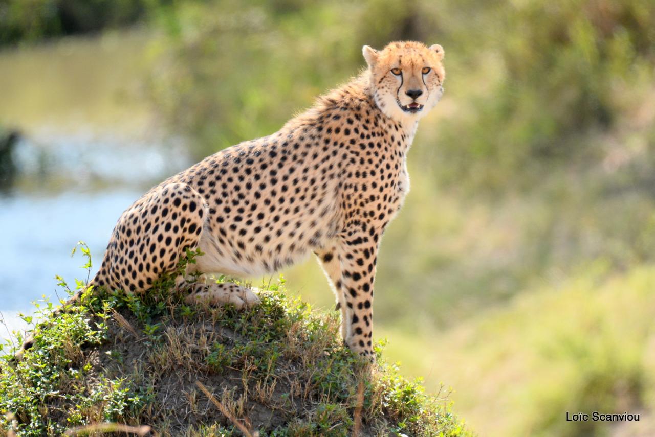 Guépard/Cheetah (68)