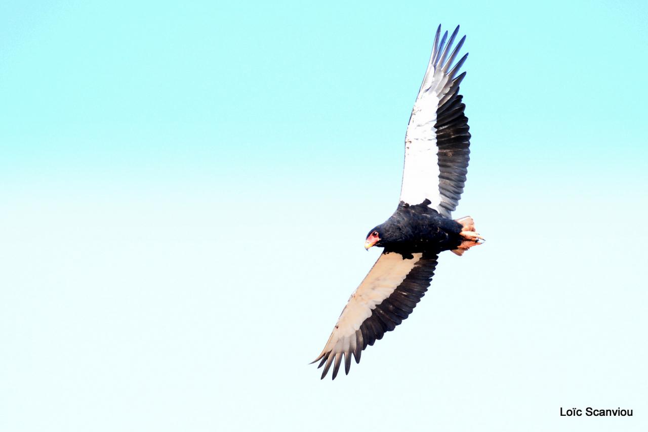 Aigle bateleur/Bateleur Eagle (6)