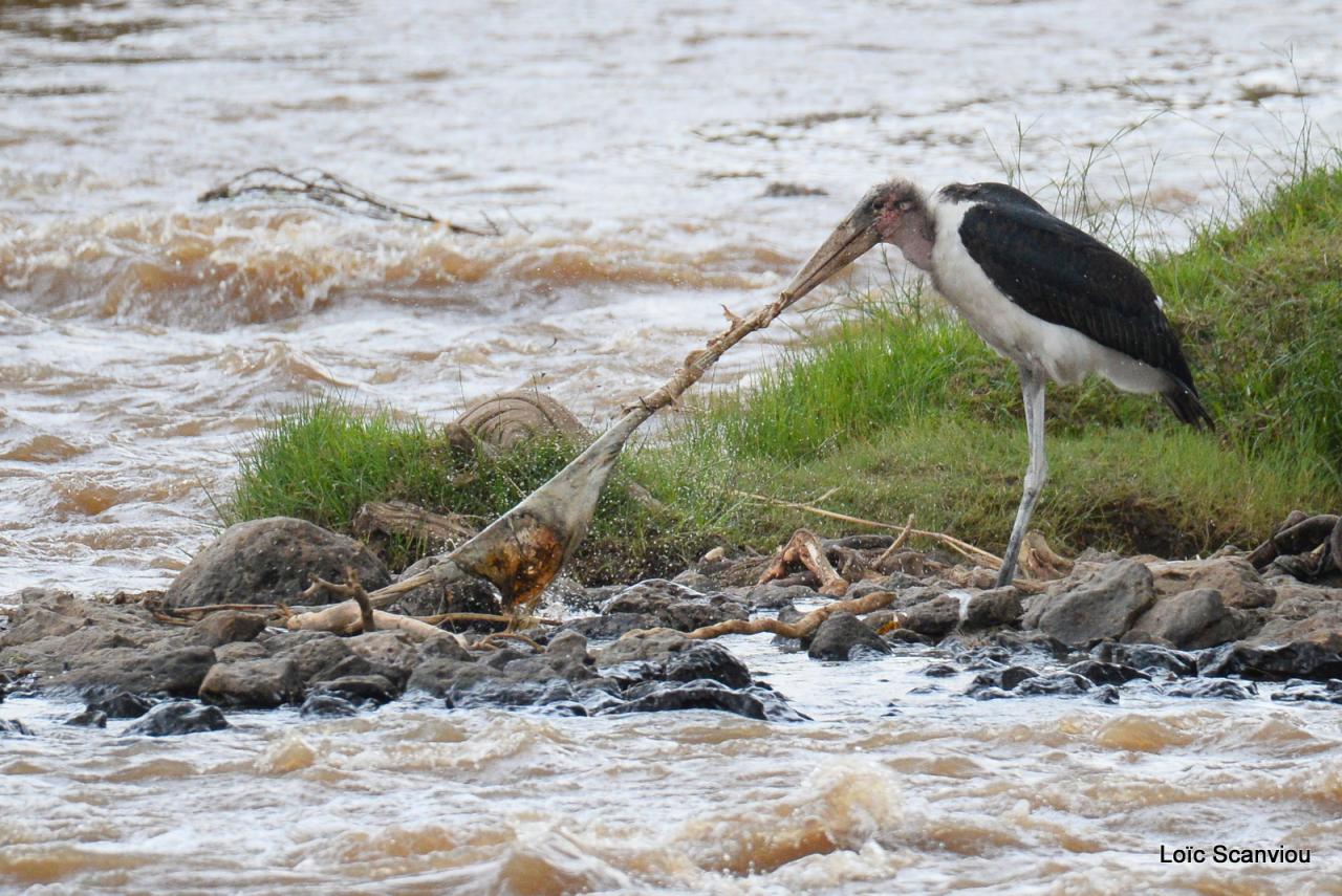 Marabout/Marabou Stork (3)