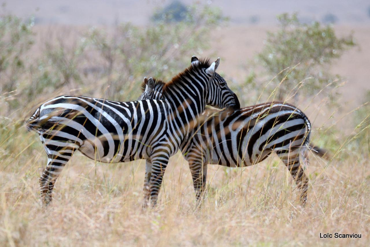 Zèbre/Zebra (11)