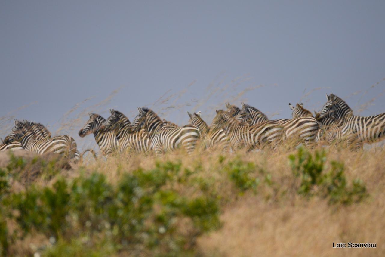 Zèbre/Zebra 