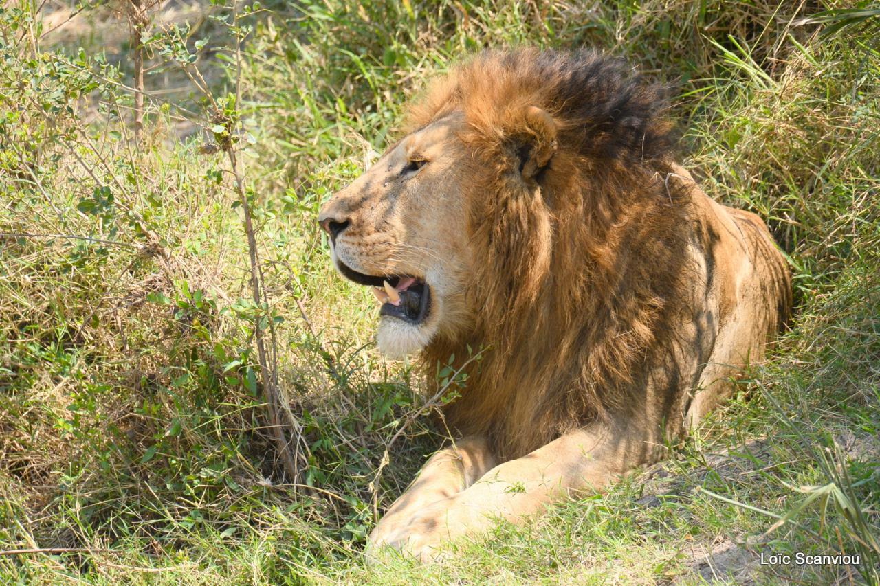 Lion (78)