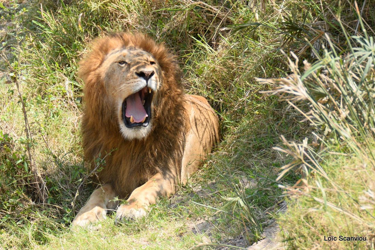 Lion (80)