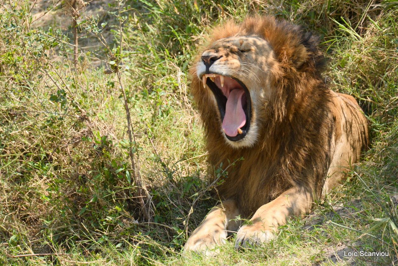 Lion (81)