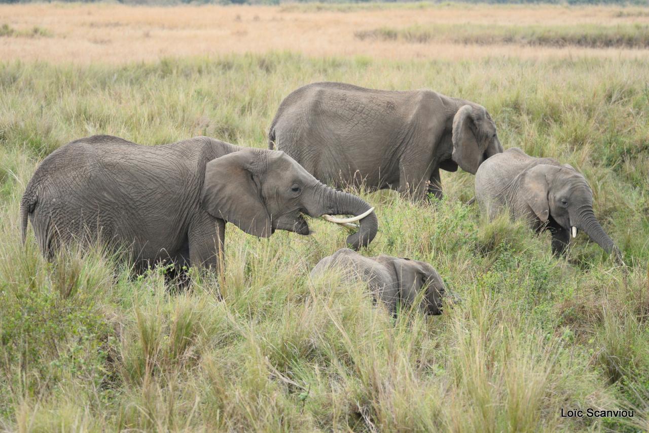 Eléphant 