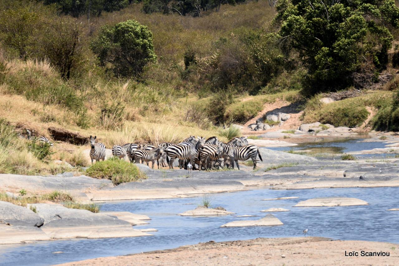 Traversée de la Mara/Mara River Crossing (54)