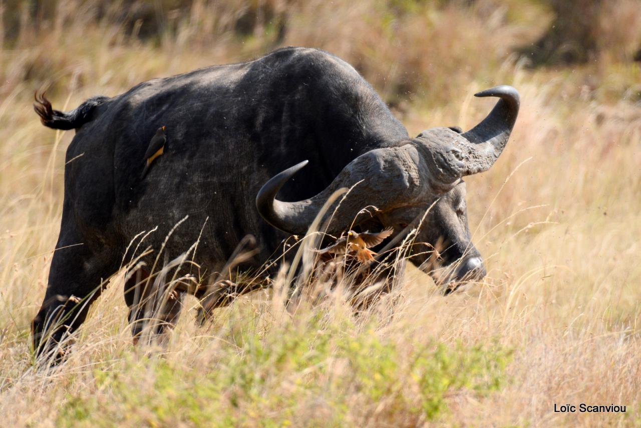 Buffle du Cap/Cape Buffalo (11)
