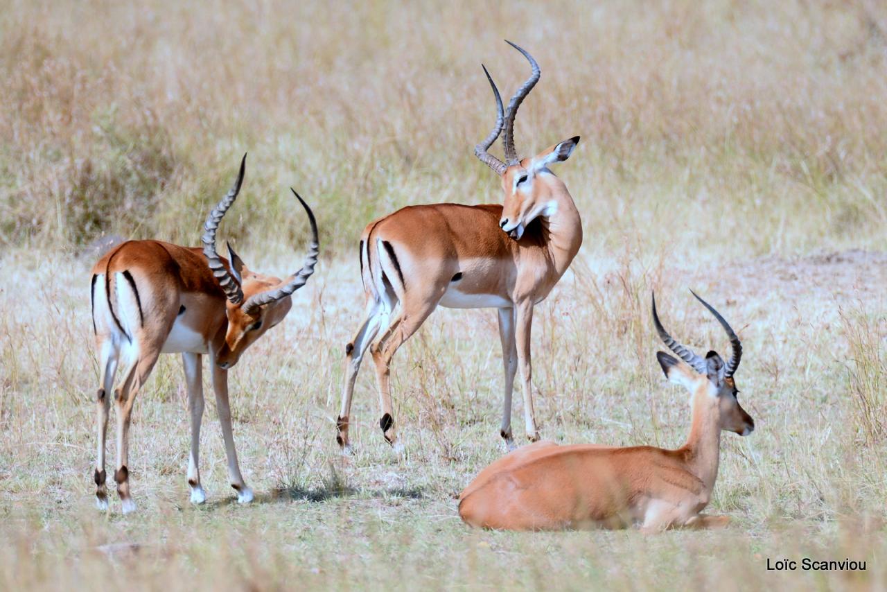 Impala (2)
