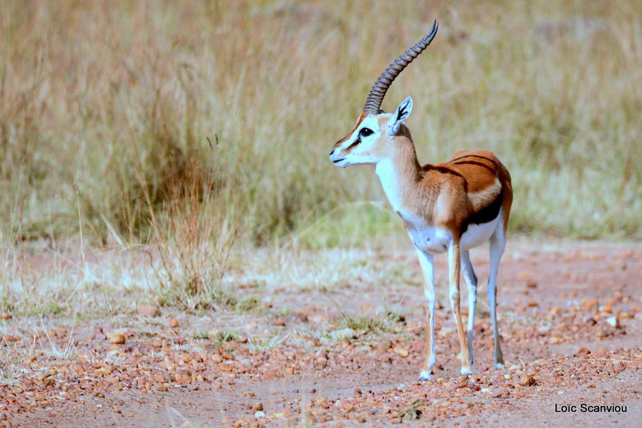 Gazelle de Thomson (2)