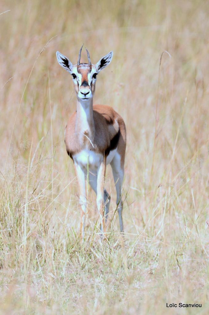 Gazelle de Thomson (3)