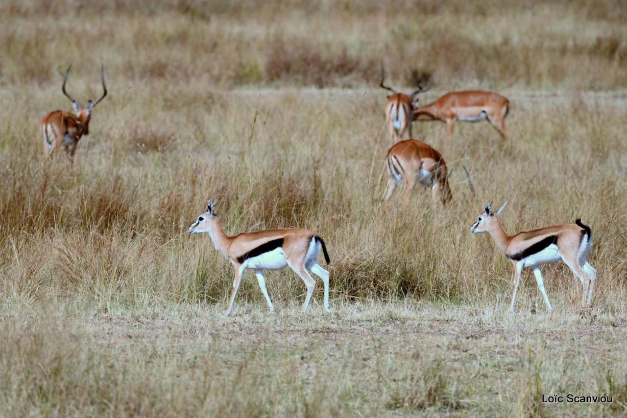 Gazelle de Thomson (4)