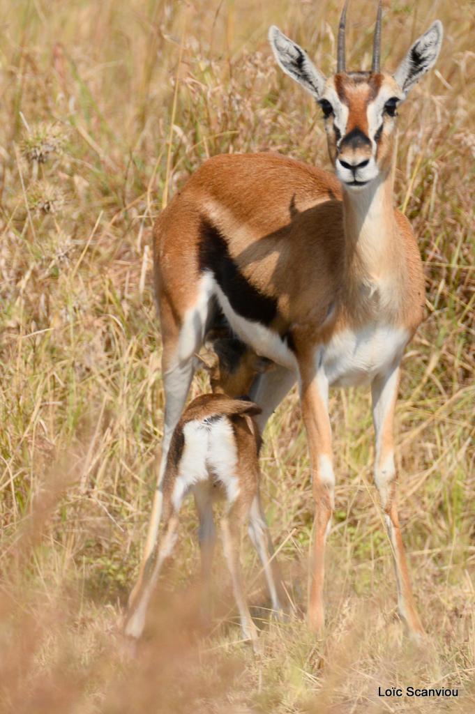 Gazelle de Thomson (5)