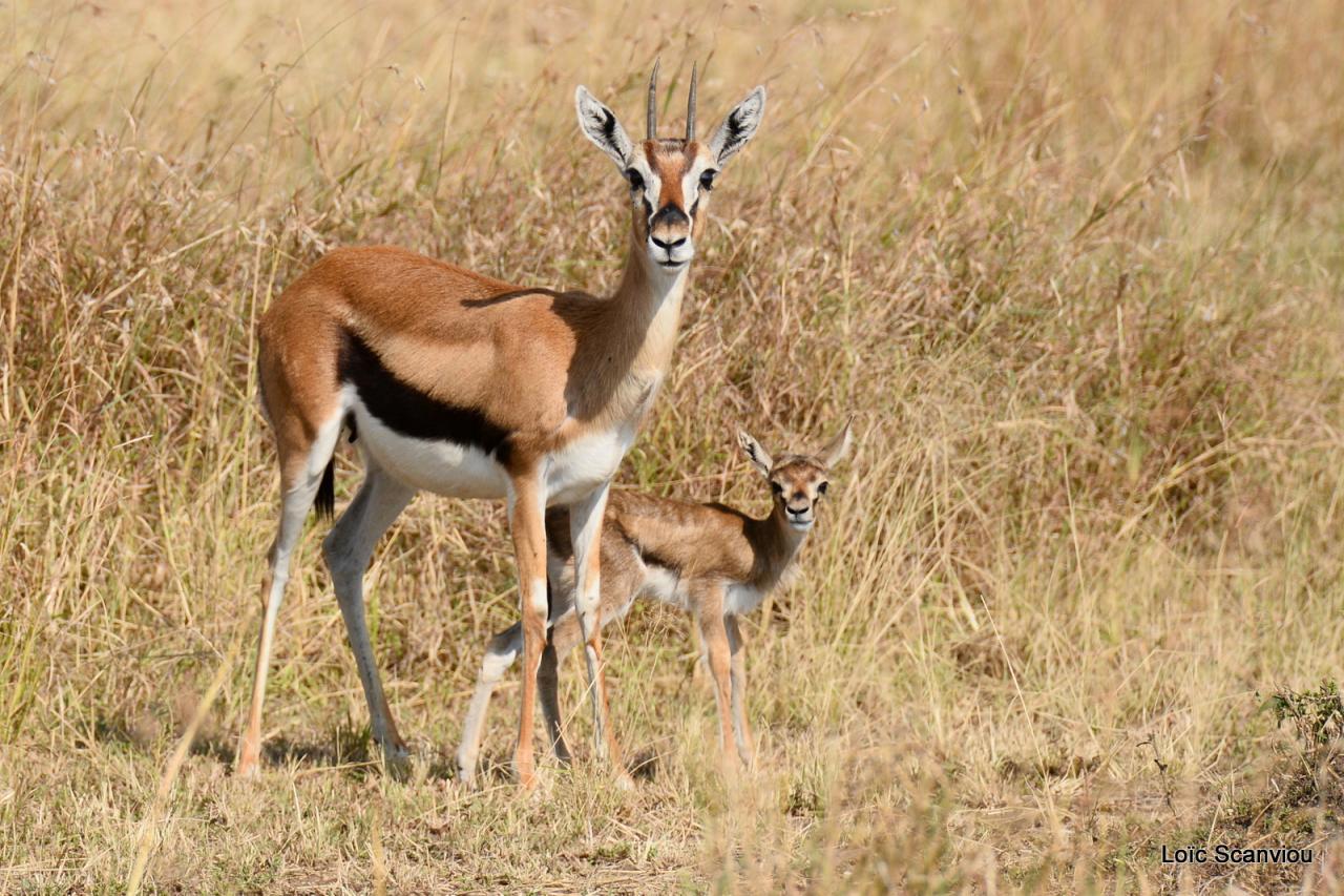 Gazelle de Thomson (6)