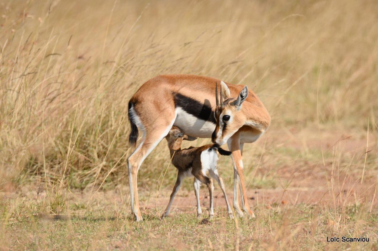 Gazelle de Thomson (7)