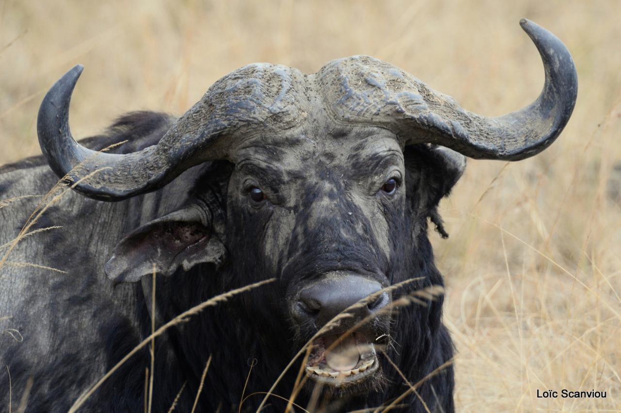 Buffle du Cap/Cape Buffalo (4)