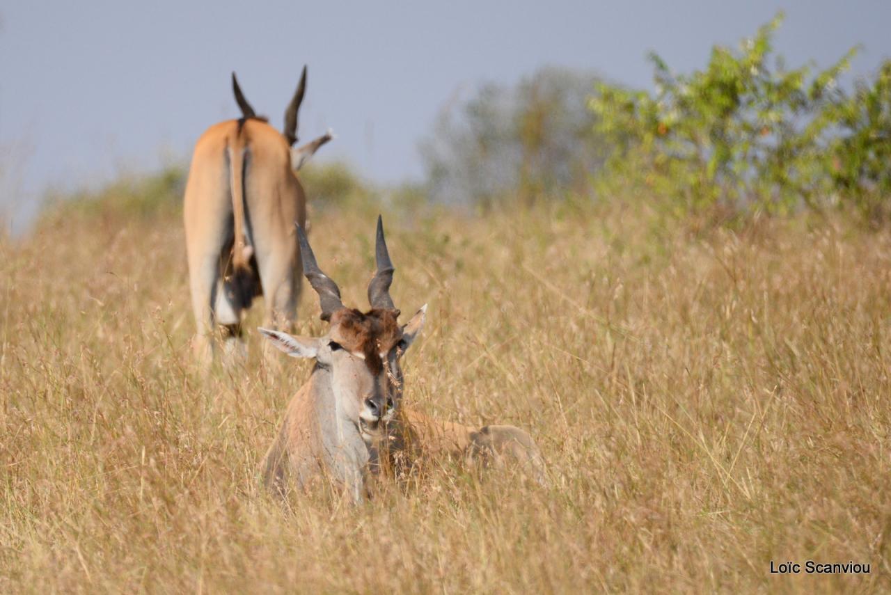 Eland du Cap/Cape Eland (5)