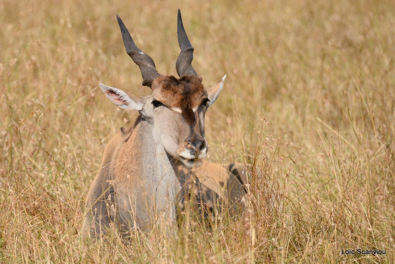 Eland du Cap/Cape Eland (6)