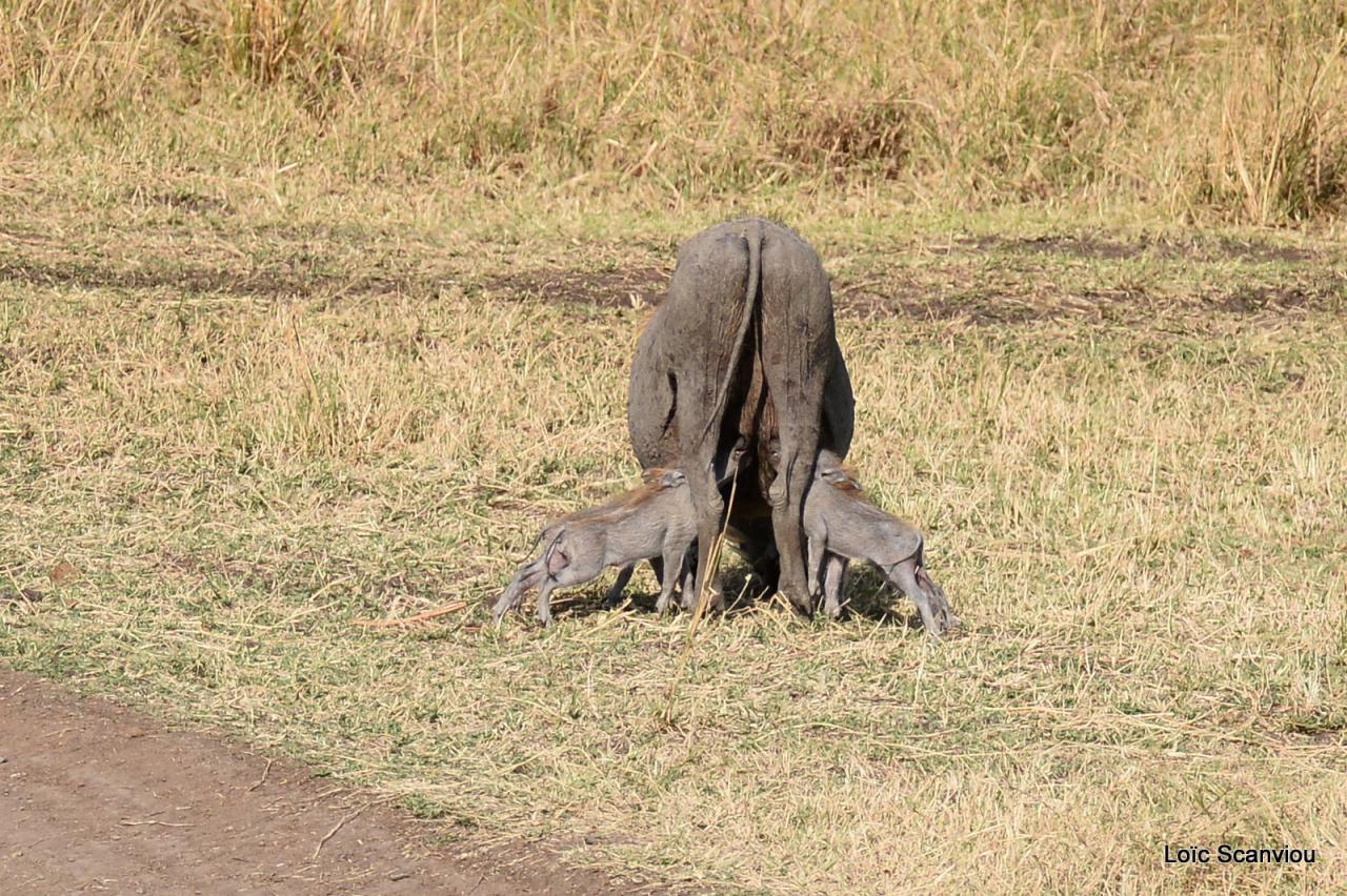 Phacochère/Warthog (3)